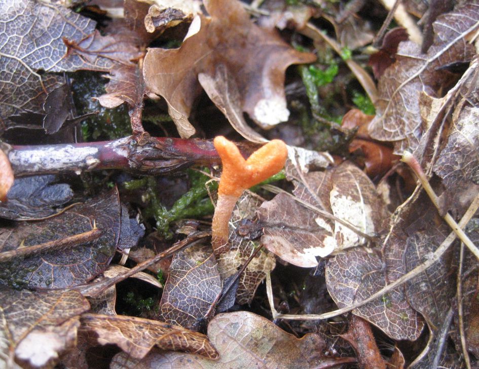 koraalzwammetje of rupsendoder?